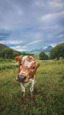 Cute cow - cruelty free