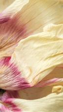 Flower petal - ethical production