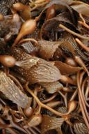 Seaweed for biodegradable refills