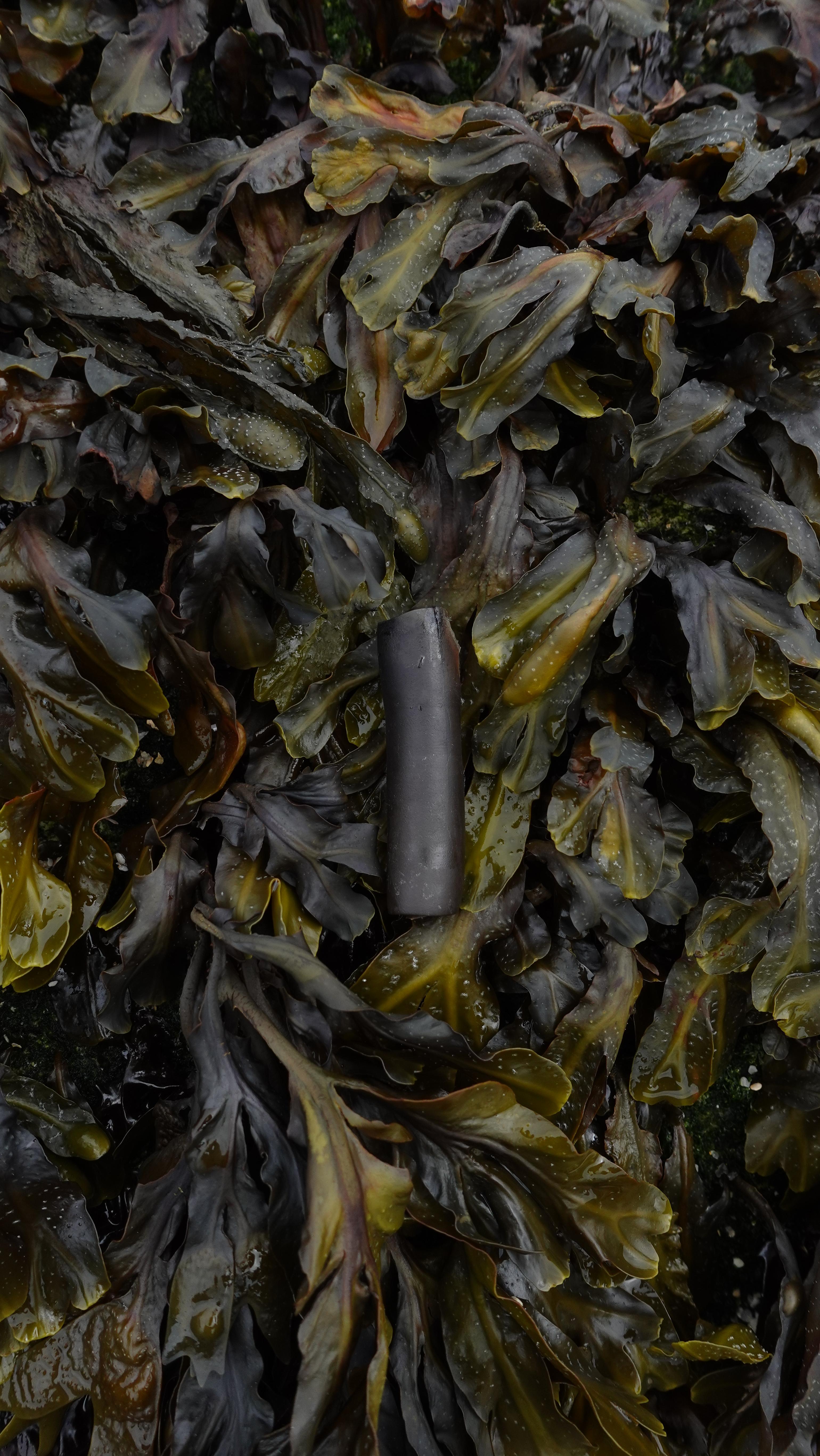 Seaweed mascara refill capsule among kelp